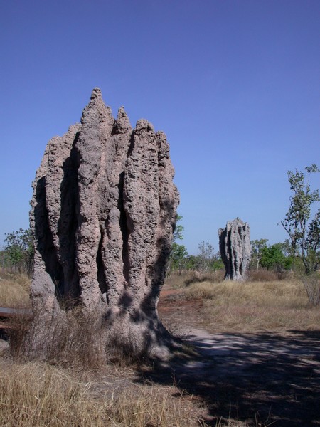 Cathedral Termite Mounds